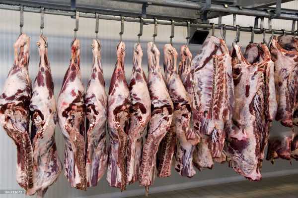 Abattoir slaughter process at Devon Meat
