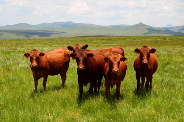 Bovelder cattle