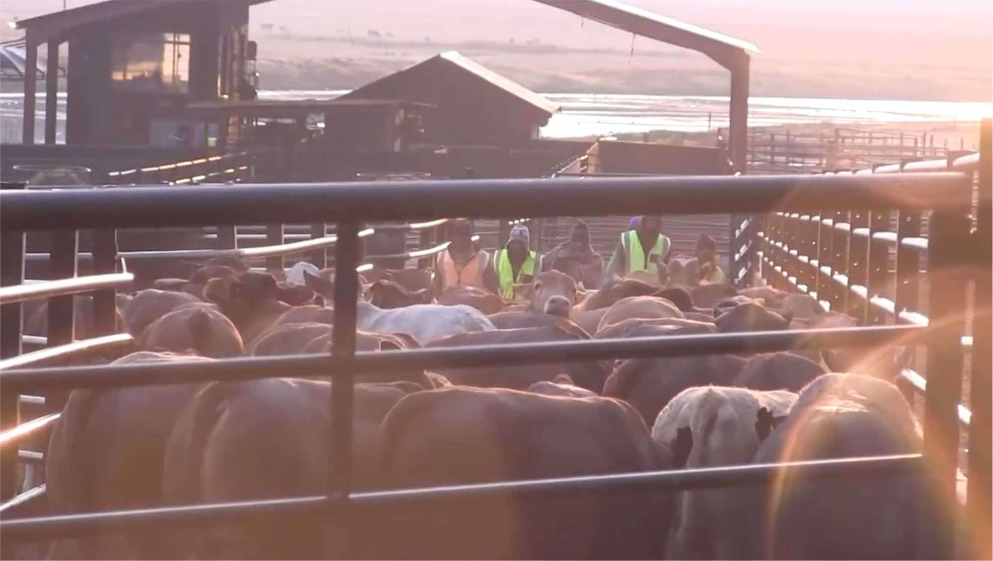 Devon Meat facility — image 2 of 19