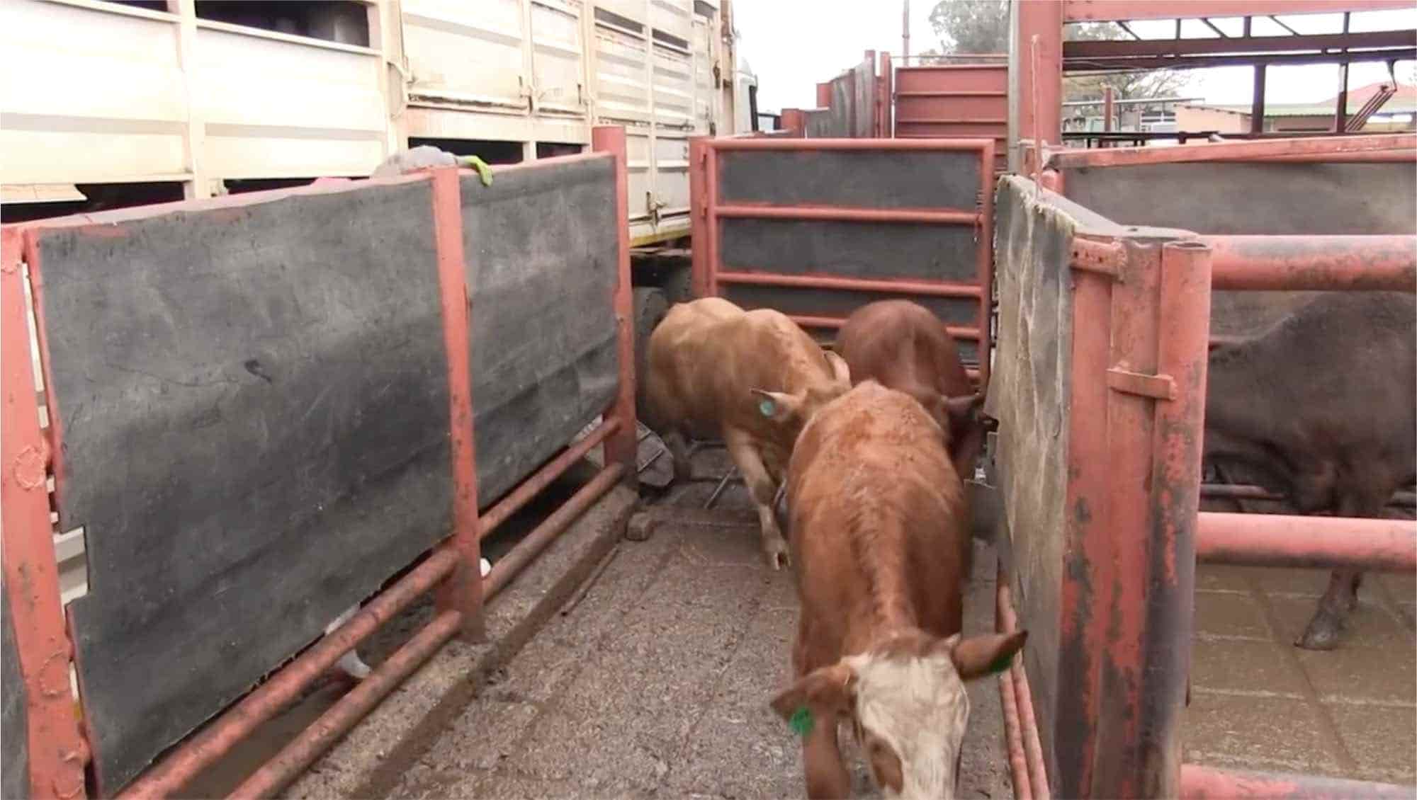 Devon Meat facility — image 8 of 19
