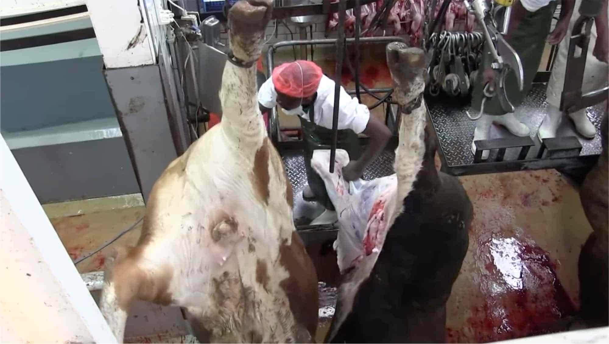 Devon Meat facility — image 10 of 19